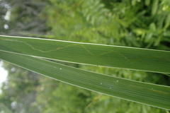 Cerodontha thompsoni