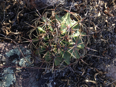 Ferocactus histrix