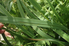 Cerodontha thompsoni