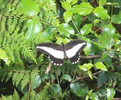 Papilio echerioides echerioides