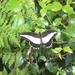 Papilio echerioides echerioides - Photo (c) Brian du Preez, algunos derechos reservados (CC BY-SA), subido por Brian du Preez