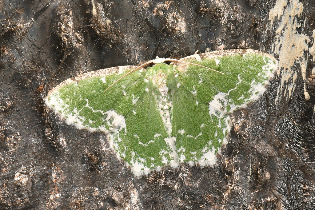 Eucyclodes albotermina