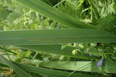 Cerodontha thompsoni