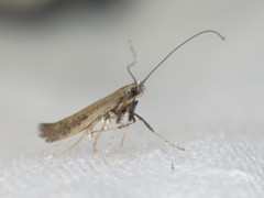 Caloptilia hypericella