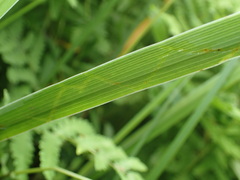 Cerodontha thompsoni