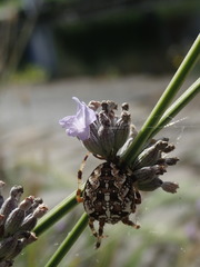 Araneus diadematus