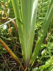 Cerodontha thompsoni