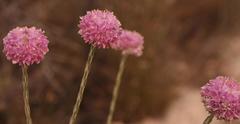 Lachnaea globulifera incana