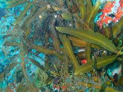 Anthophycus longifolius