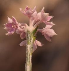 Lachnaea globulifera incana