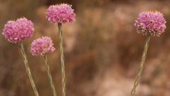 Lachnaea globulifera incana