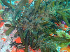 Anthophycus longifolius