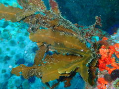 Anthophycus longifolius