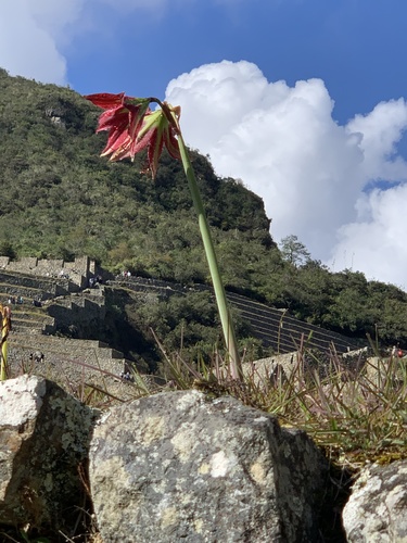Hippeastrum machupijchense, photograph 5
