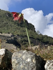 (c) Line Juul Nielsen, some rights reserved (CC BY) Hippeastrum machupijchense, photograph (c) Line Juul Nielsen, some rights reserved (CC BY)