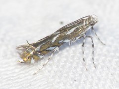Parectopa pennsylvaniella