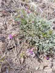 Astragalus calycosus