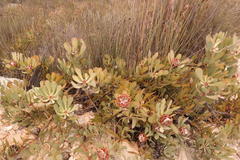 Leucadendron arcuatum