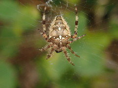 Araneus diadematus