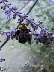 Xylocopa virginica