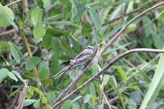 Hydropsalis climacocerca