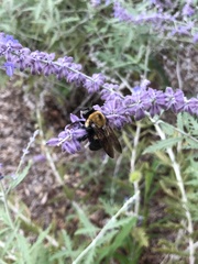 Xylocopa virginica