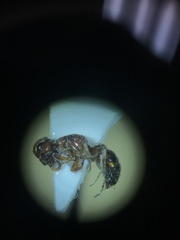 Myrmosa unicolor