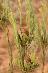 Leucadendron chamelaea