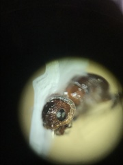 Myrmosa unicolor