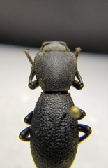 Zopherus uteanus