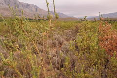 Leucadendron chamelaea