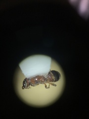 Myrmosa unicolor