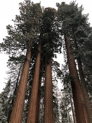 Sequoiadendron