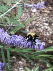 Xylocopa virginica