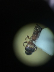 Myrmosa unicolor