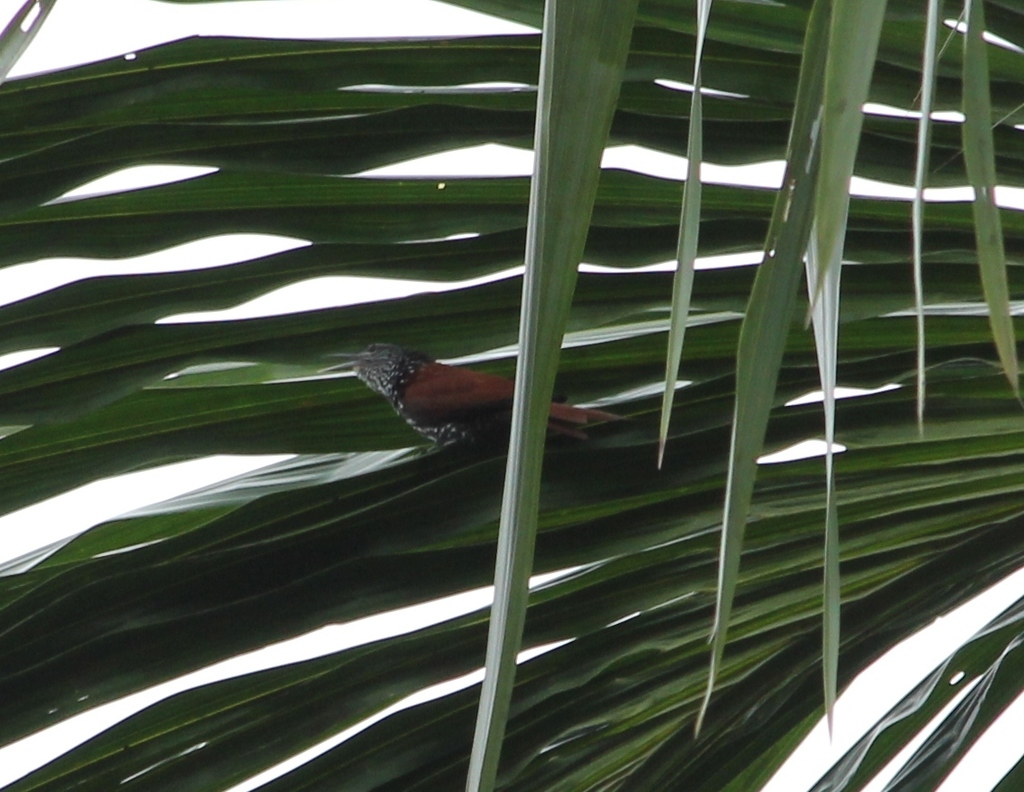 Palmcreeper