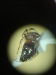 Myrmosa unicolor