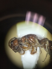 Myrmosa unicolor