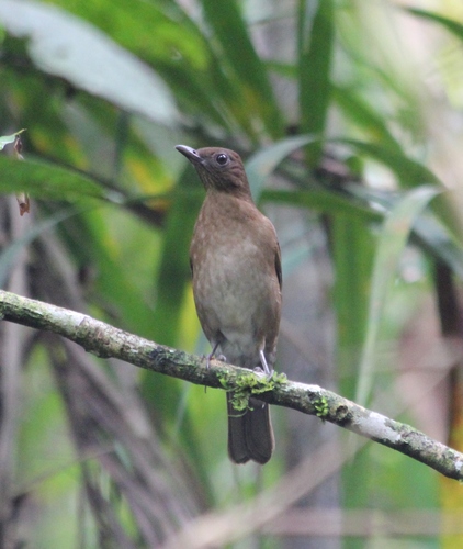 Hauxwell's Thrush (Turdus hauxwelli), photo 8