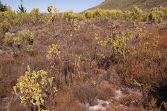 Leucadendron chamelaea
