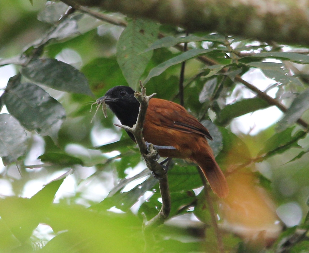 Cocha Antshrike