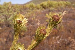 Leucadendron chamelaea