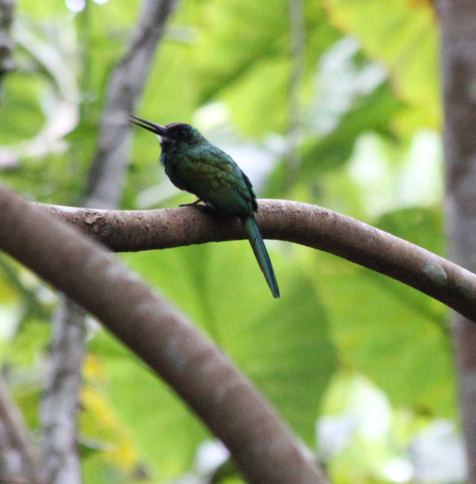 White-chinned Jacamar illustration