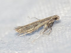 Caloptilia hypericella