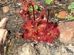 Drosera trinervia