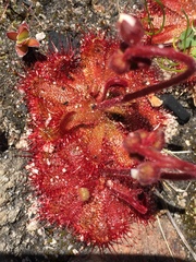 Drosera trinervia