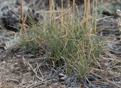 Festuca kingii