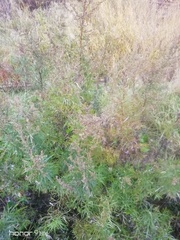 Artemisia vulgaris