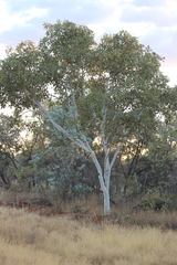 Eucalyptus cupularis