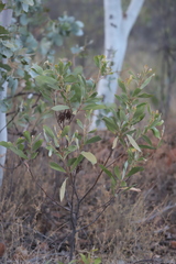 Eucalyptus cupularis